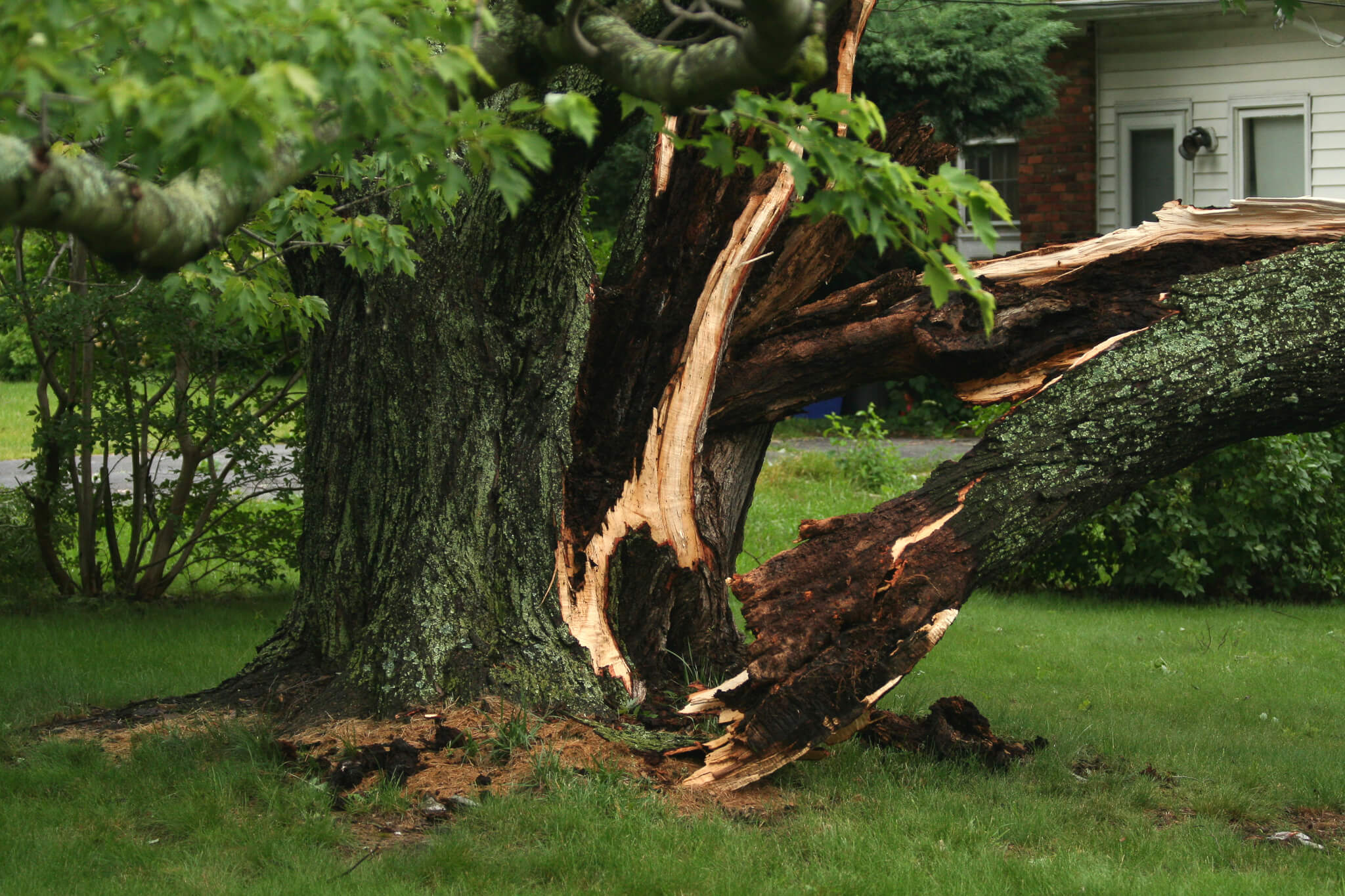 Tree Care Tips: Maintenance for Your Trees