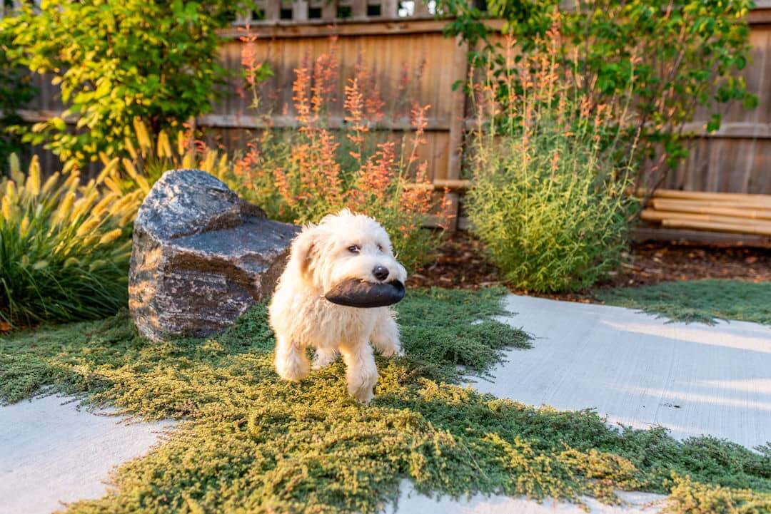 What Is the Best Landscape Rock for Dogs?