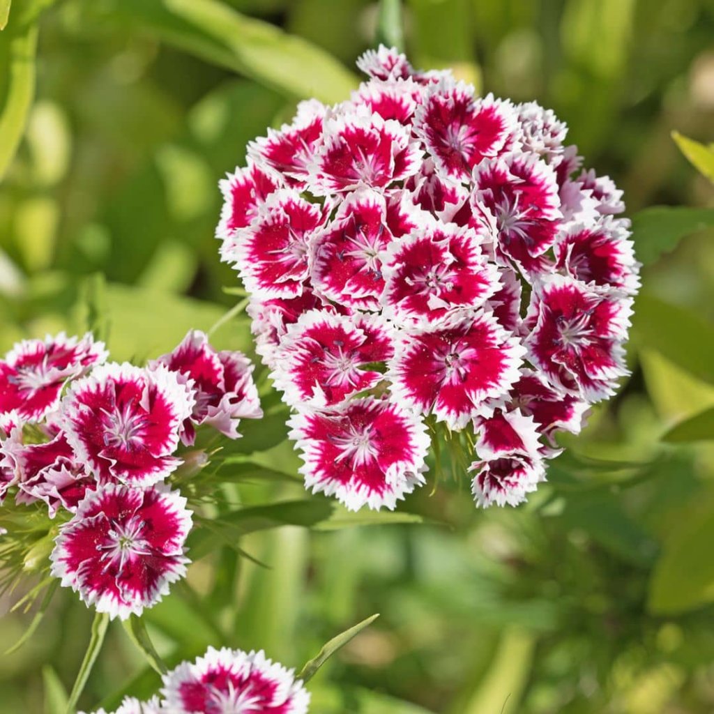 Best Flowers to Plant in Spring & How to Choose Environmental Designs