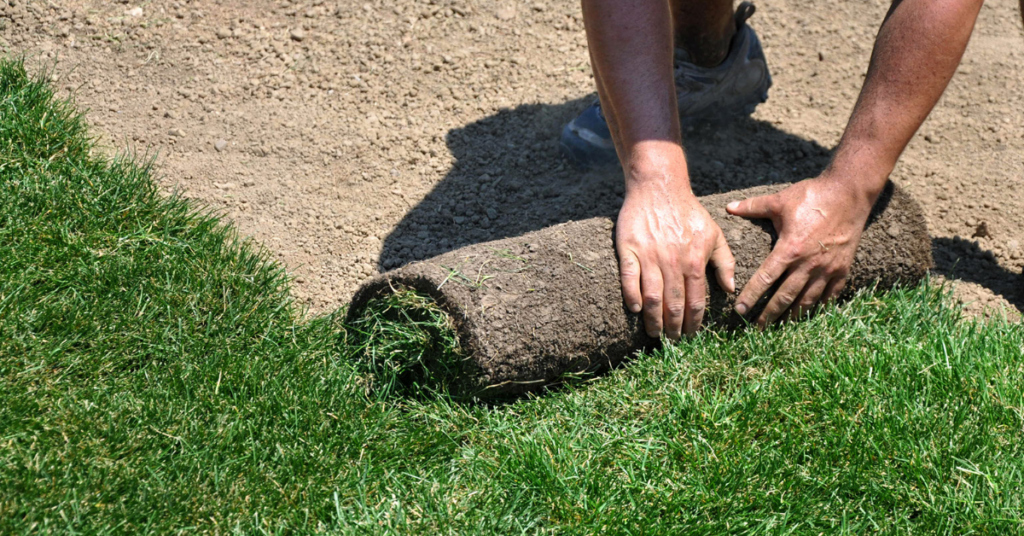 Drought Resistant Grass, Turf, & Sod - an Expert Colorado Guide